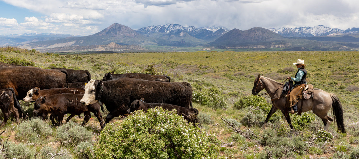 Innovation on the Range: The Power of Local Stewardship