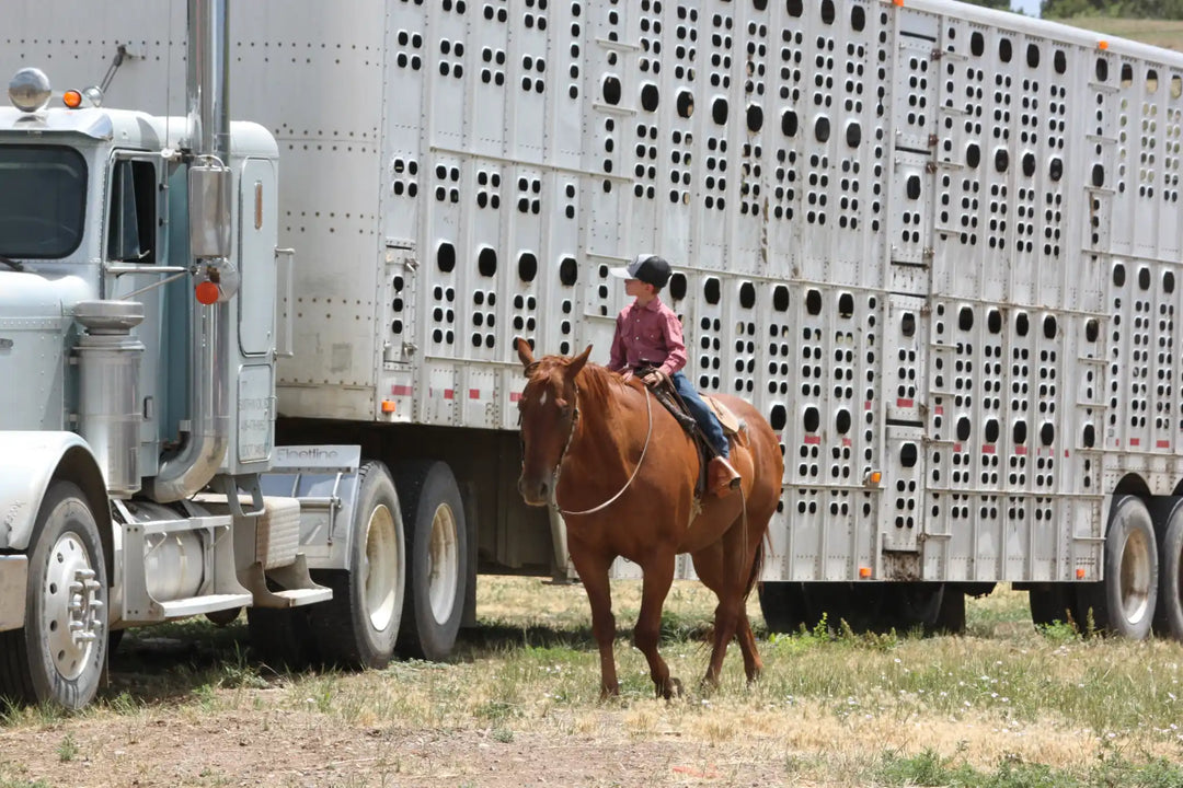 Brown horse with saddle and rider