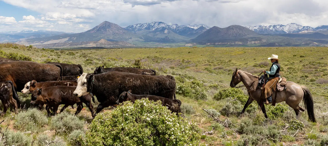 Innovation on the Range: The Power of Local Stewardship