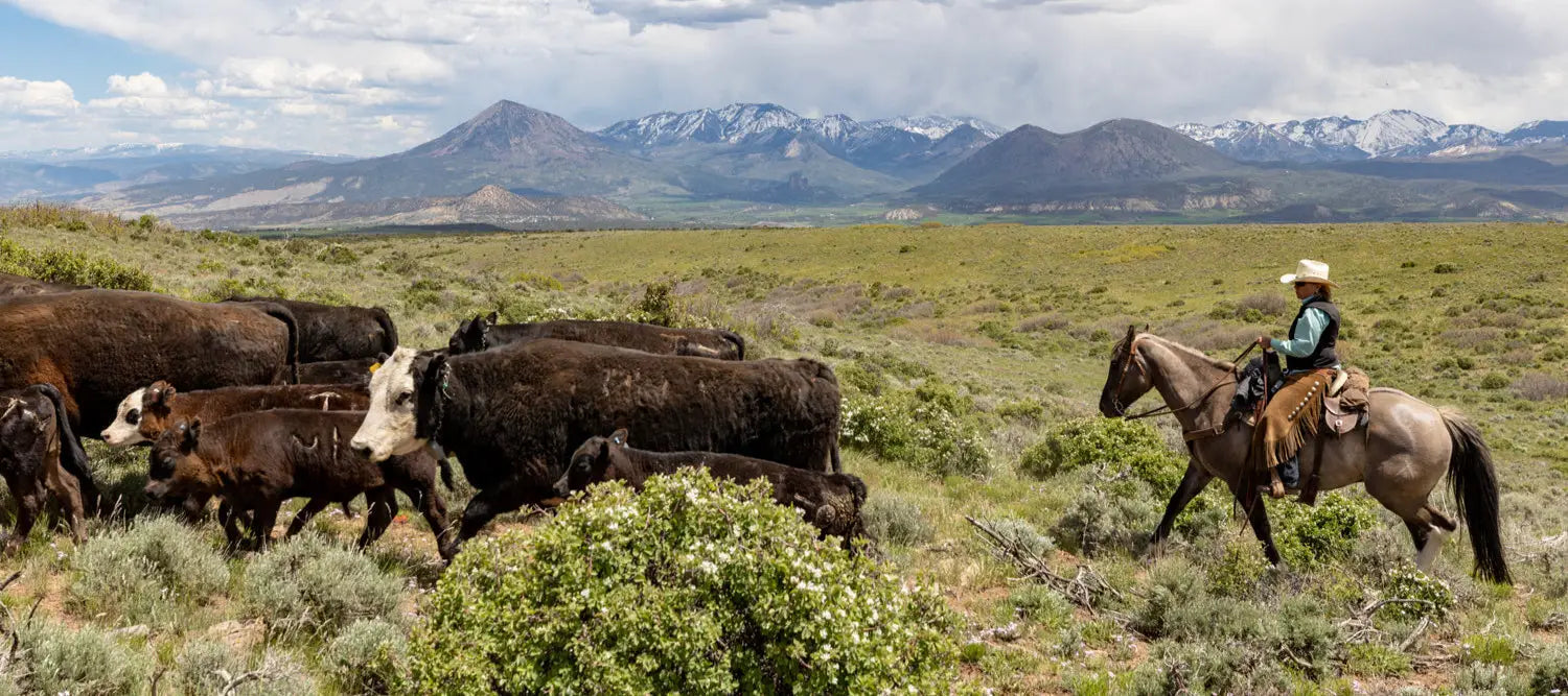 Innovation on the Range: The Power of Local Stewardship