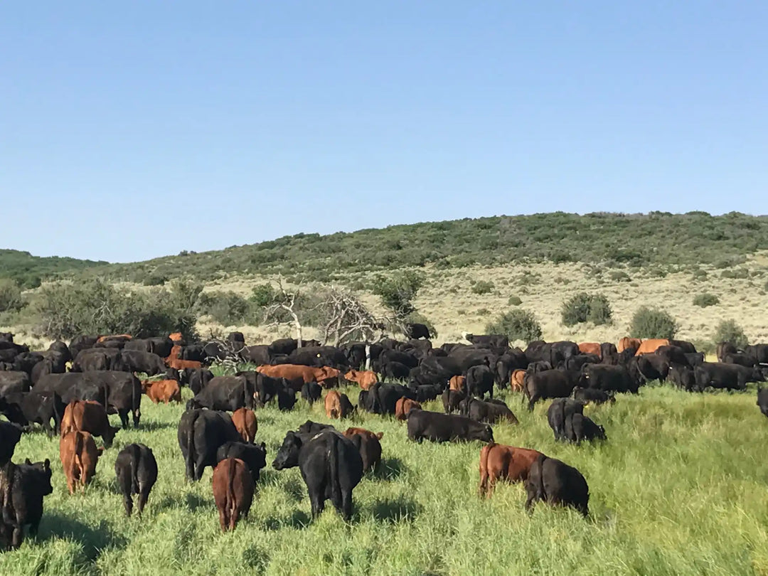 Black and brown cow herd grazing grassland