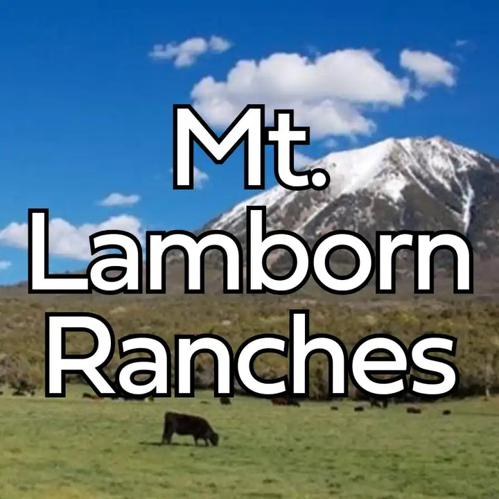 Black cow grazing grass field