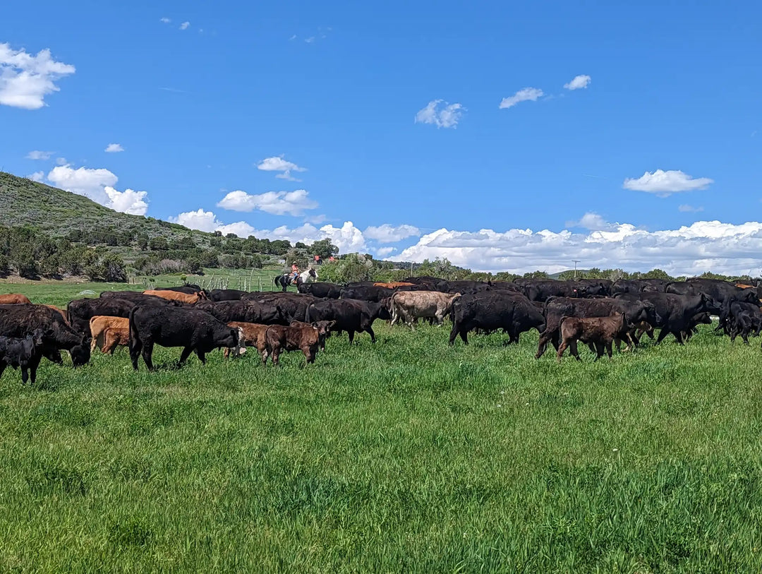 Black cow herd grazing grass field