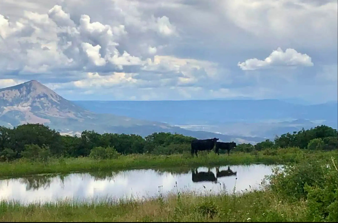 Black cow grazing near pond