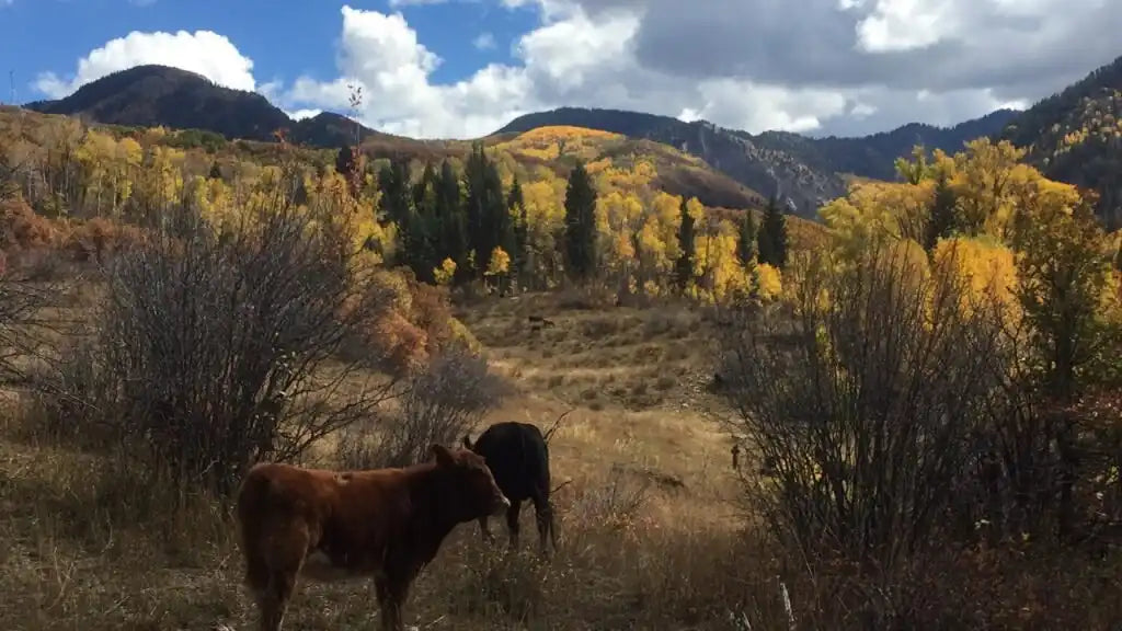 Brown cow grazing in autumnal landscape with yellow and orange foliage.
