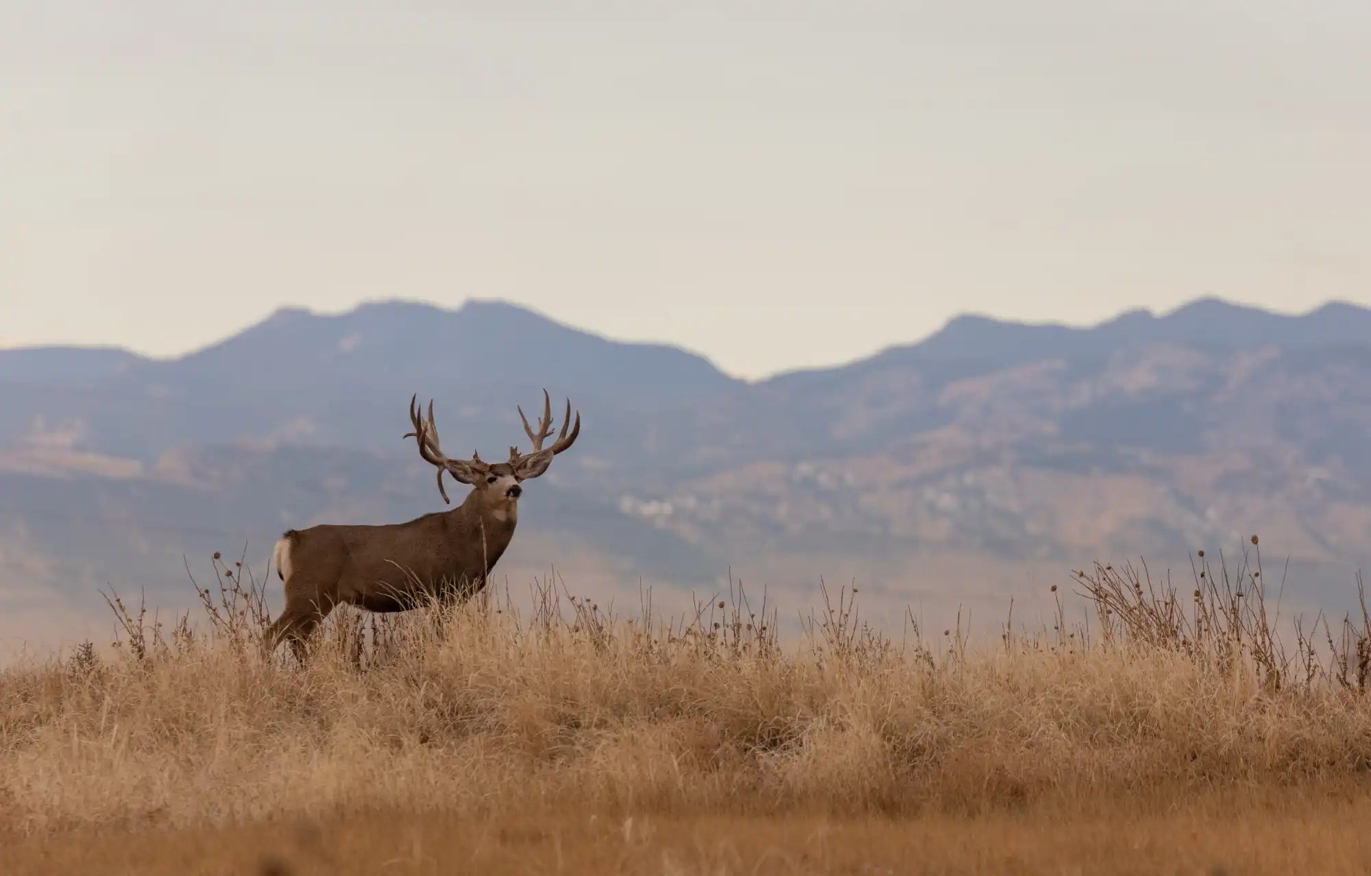Brown deer with antlers standing in grassy field