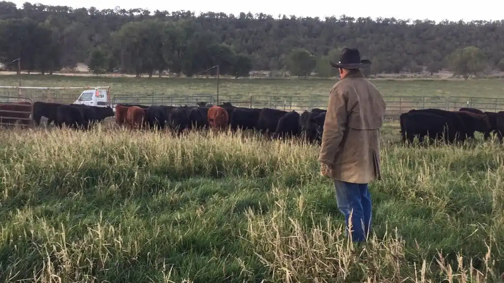 Brown leather cowboy hat with black band