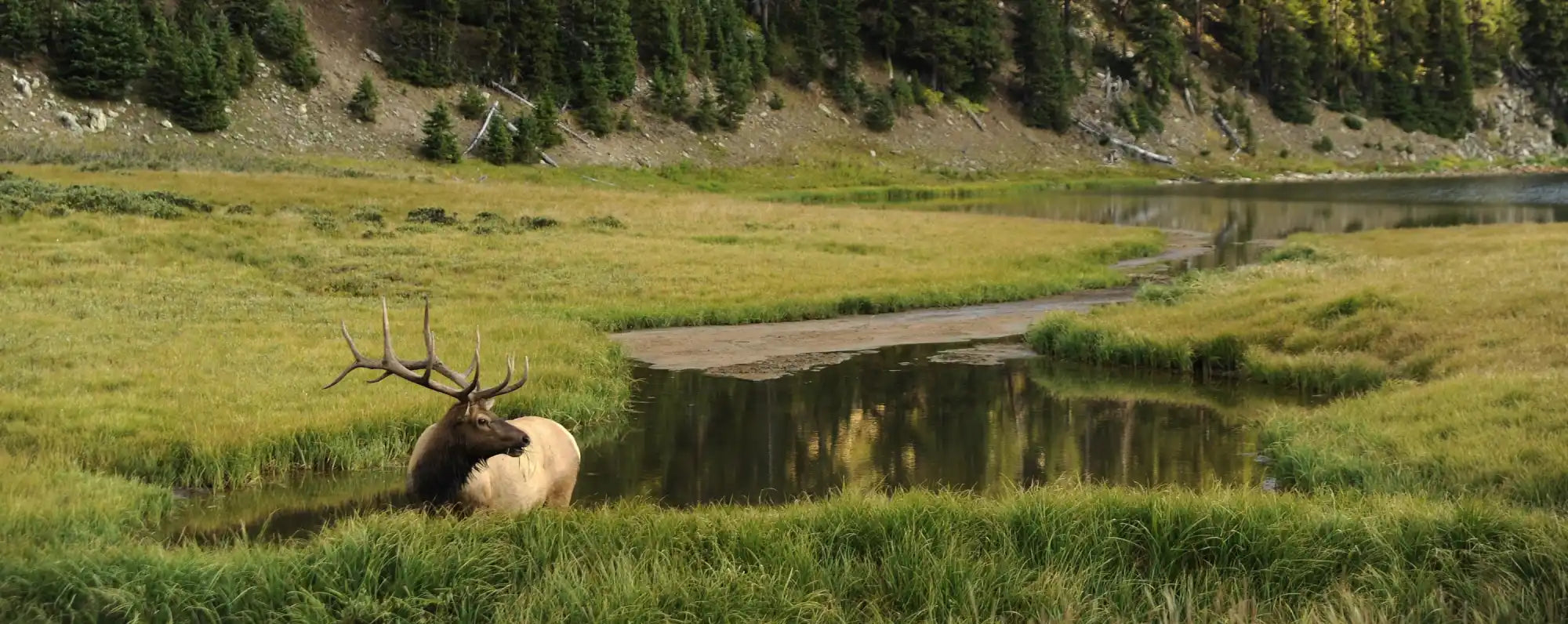 Elk resting in grassy meadow near water.