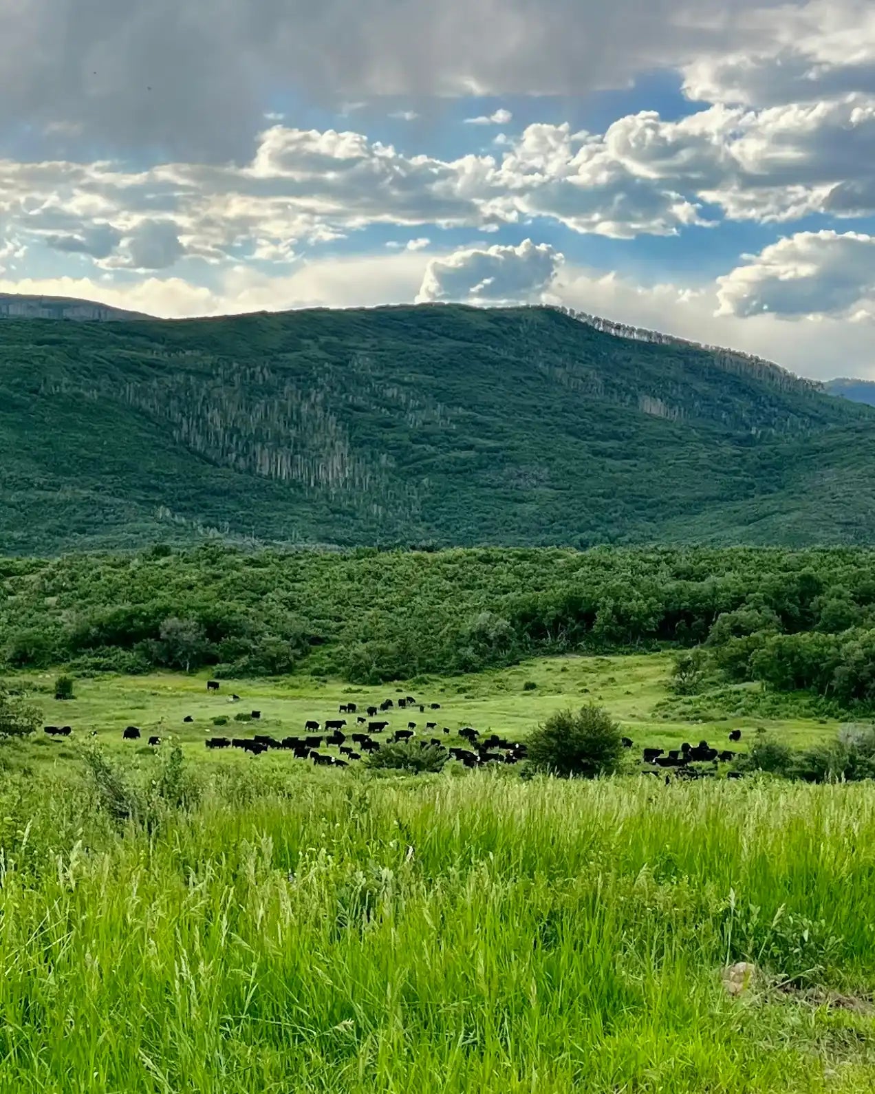 Green grass carpeting field with black cows grazing