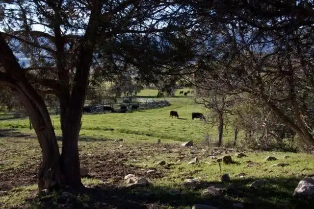 Green grassy field with grazing cows