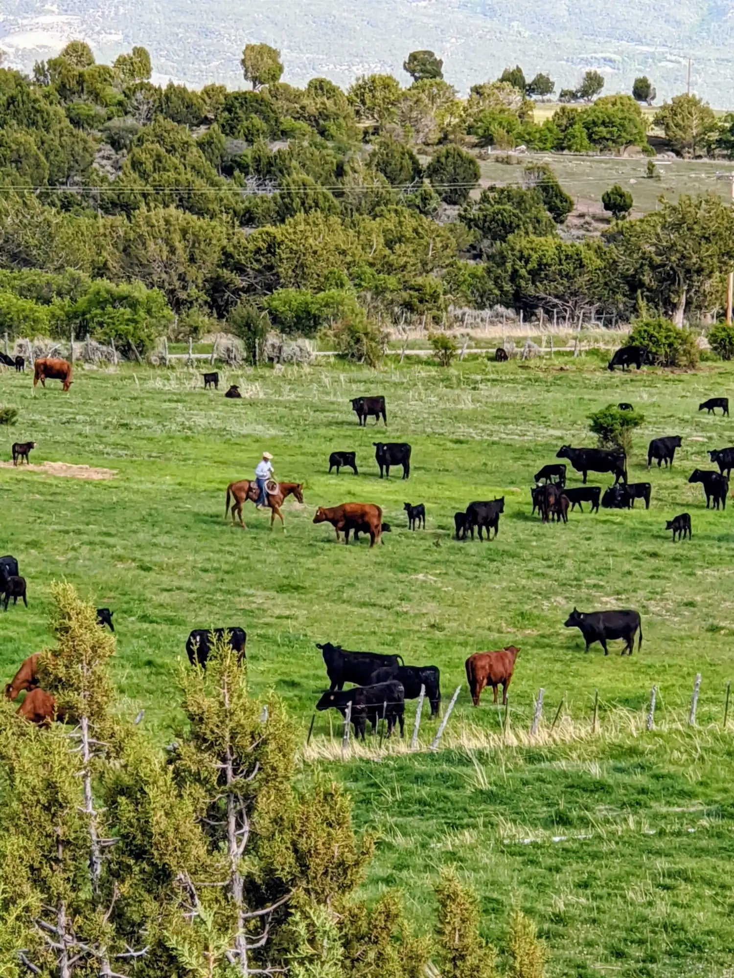 Horseback rider in white shirt and brown pants riding a chestnut-colored horse with black mane, wearing cowboy hat.